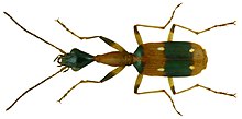 Ophionea indica (Тунберг, 1784) (3150128797) .jpg