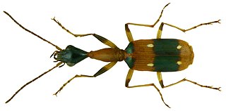<i>Ophionea</i> Genus of beetles