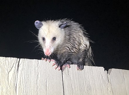 An opossum on top of a fence