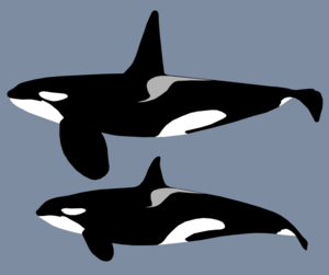 Orca