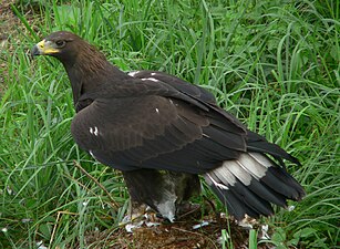 Halberwachsener Steinadler