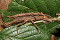 Pärchen von Orestes japonicus, zunächst als Pylaemenes sp. 'Okinawa (Island)' bezeichnet