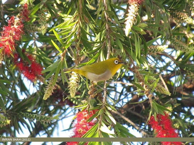 File:Oriental White-eye (Zosterops palpebrosus) (15888053105).jpg