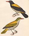 Oriolus xanthonotus 1838.jpg