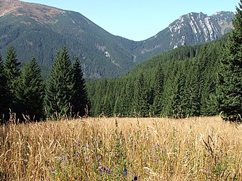 Widok w kierunku zachodnim, w głębi Ornak, Iwaniacka Przełęcz i Kominiarski Wierch