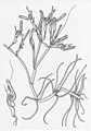 Orphella catalaunica with trichospores and zygospores.jpg