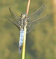 Miniatyrbilete av versjonen frå 10. juli 2005 kl. 13:55