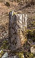 English: Tree stump Deutsch: Baumstumpf