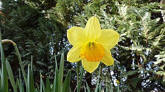 Narcissus pseudonarcissus