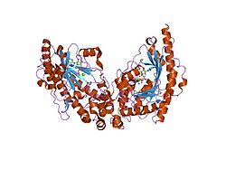 PDB 1u6r EBI.jpg