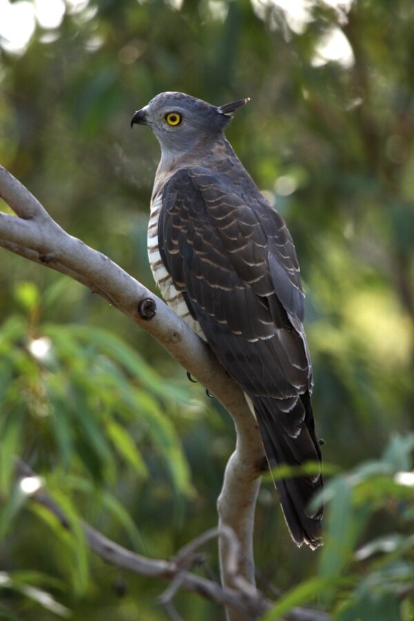 File:Pacific Baza kobble08ed.JPG