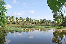 Paddy field in winter.jpg