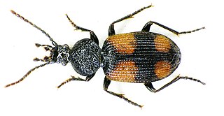 <i>Panagaeus bipustulatus</i> Species of beetle