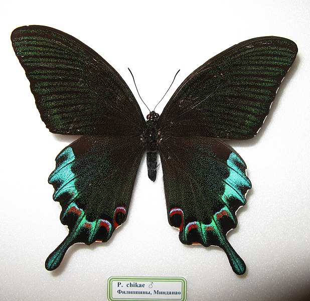 File:Papilio chikae male.JPG