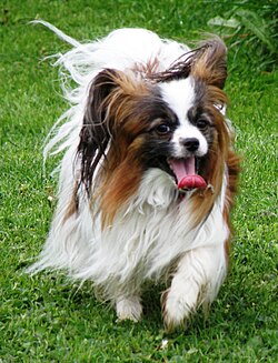 Papillon running (cropped).JPG