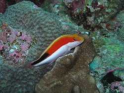 Gestreifter Korallenwächter (von Mkleine)