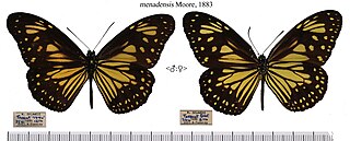<span class="mw-page-title-main">Manado yellow tiger</span> Species of butterfly