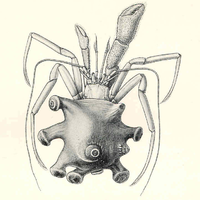 Parapaguridae