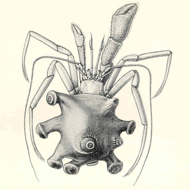 Parapagurus pilosimanus