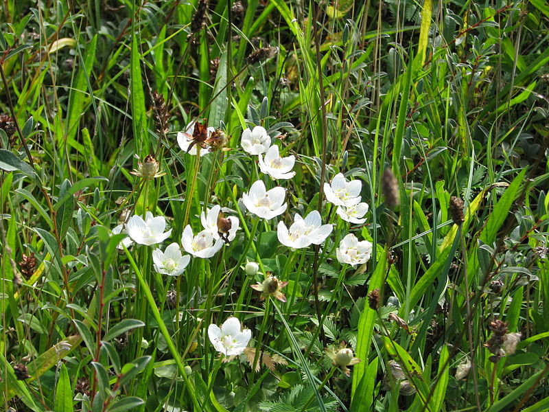 File:Parnassia - Parnassia palustris.JPG