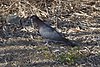 Patagioenas squamosa -Virgin Islands National Park, St. John, Amerikaanse Maagdeneilanden-8.jpg