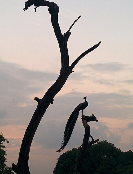 File:PeacockInRepose.jpg