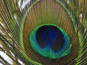 English: Peacock feather