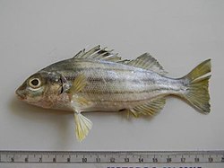 Pelates Quadrilineatus