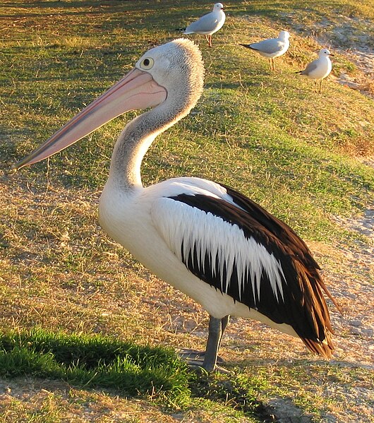 Datei:Pelecanus conspicillatus.jpg