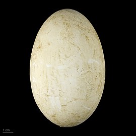 яйцо Pelecanus crispus — Тулузский музей