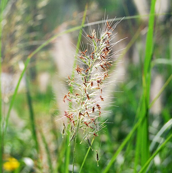 File:Pennisetum alopecuroides at Beijing.jpg