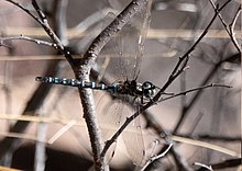 Persephone's Darner Dragonfly Yuqori Huachuca Canyon Sierra Vista AZ 2018-11-07 11-35-50 (45730705162) (kesilgan) .jpg