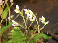 花序柄に腺毛が生える。