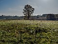 * Nomination Sand grass heath near Pettstadt. --Ermell 05:47, 18 May 2020 (UTC) * Promotion Good quality. --Milseburg 10:47, 19 May 2020 (UTC)