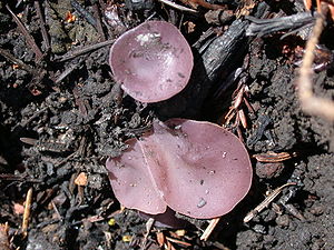 Violet Becherling (Peziza violacea)