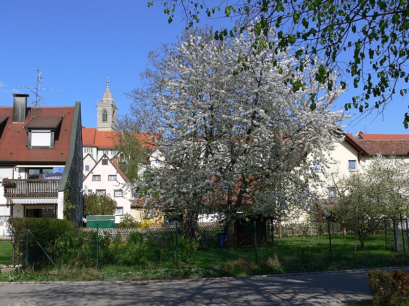 File:Pfullendorf Blick vom Stadtsee.jpg