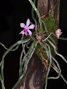 Flowering Phalaenopsis taenialis (Lindl.) Christenson & Pradhan specimen exhibiting seasonal, deciduous leaflessness Phalaenopsis taenialis - Flickr. 003.jpg