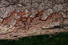 Phellinus ferrugineofuscus (6058850057).jpg