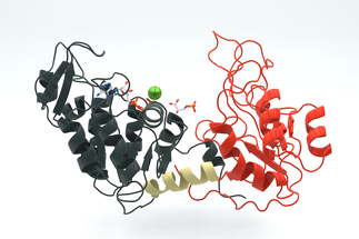 323px-Phosphoglycerate_kinase_3PGK.png