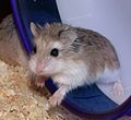 Photo of Roborovski Hamster.jpg