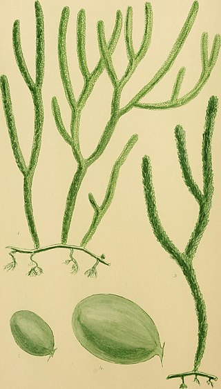 <i>Caulerpa simpliciuscula</i> Species of seaweed