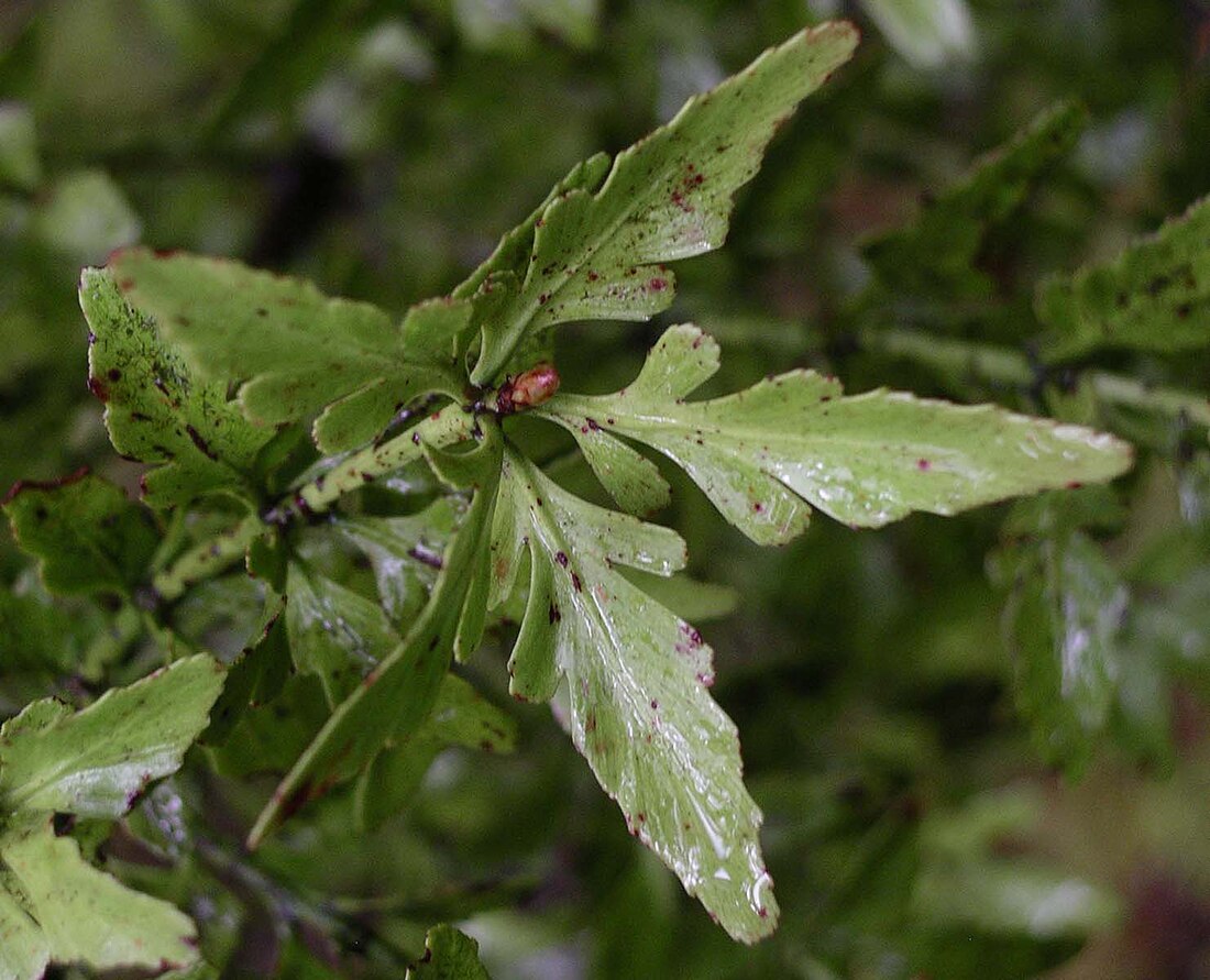 Phyllocladus