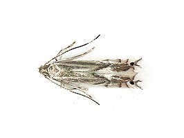 Phyllocnistis valentinensis