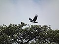 Pied crow in Tanzania 4281 Nevit.JPG