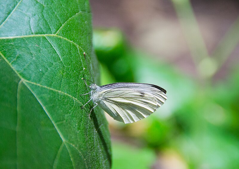 File:Pieris - Bulgaria 01.jpg