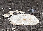 Миниатюра для Файл:Pigeon examining flatbread in Tbilisi.jpg