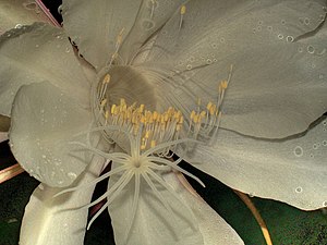 Flower of Pilosocereus brasiliensis