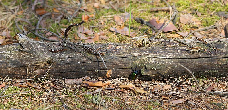 File:Pinnow Dendrolimus pini Gradation 06.JPG