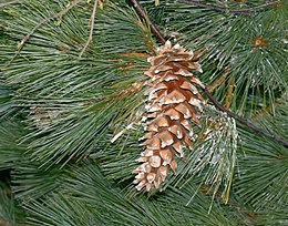 Pinus ayacahuite cones 1.jpg
