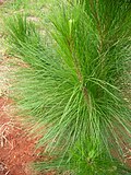 Дженьыт гижӧм Pinus oocarpa понда